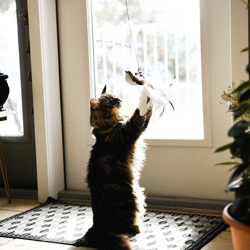 Brinquedo interativo de simulação de pássaros para gatos - ChienChatChic